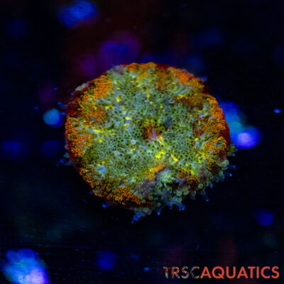 TRSC Mini Maxi Anemone (Belize) A07