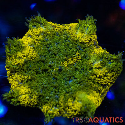 TRSC Mini Maxi Anemone (Belize) A08