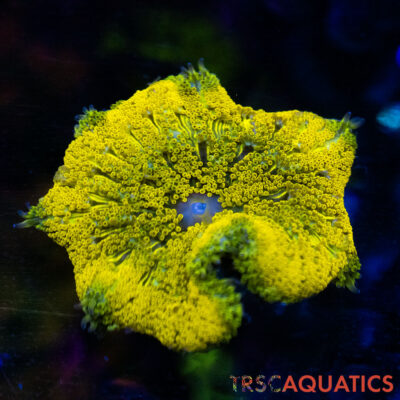 TRSC Mini Maxi Anemone (Belize) A09