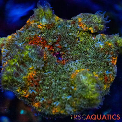 TRSC Mini Maxi Anemone (Belize) A10