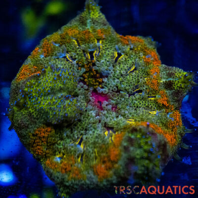 TRSC Mini Maxi Anemone (Belize) A11