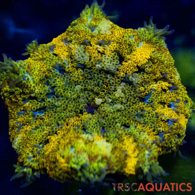 TRSC Mini Maxi Anemone (Belize) A13