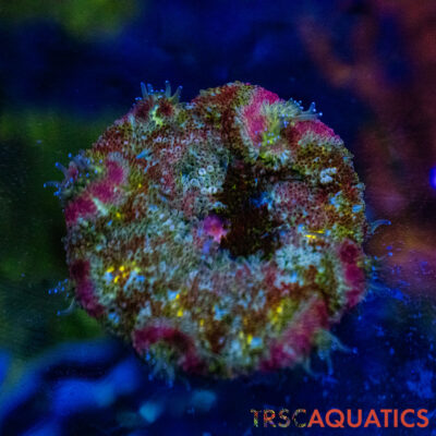 TRSC Mini Maxi Anemone (Belize) A14