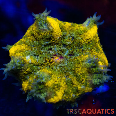 TRSC Mini Maxi Anemone (Belize) A15