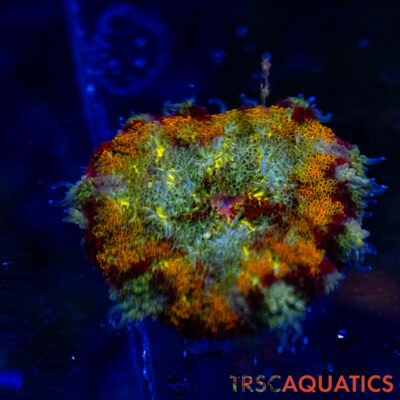 TRSC Mini Maxi Anemone (Belize) A17