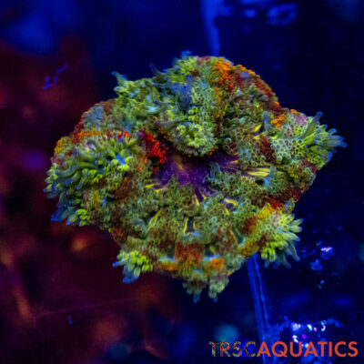 TRSC Mini Maxi Anemone (Belize) A18
