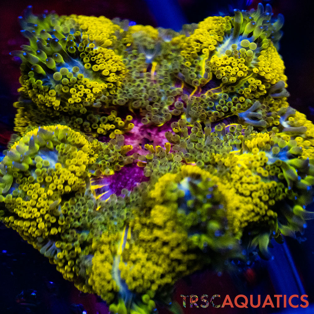 TRSC Mini Maxi Anemone (Belize) A19 3 TRSC Mini Maxi Anemone (Belize) A19