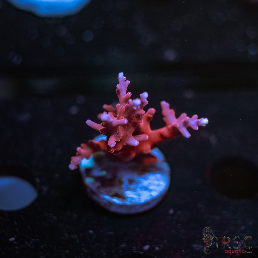 JT TNT Anacropora Acro P01 3 JT TNT Anacropora Acro P01