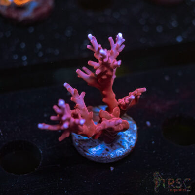 JT TNT Anacropora Acro P02