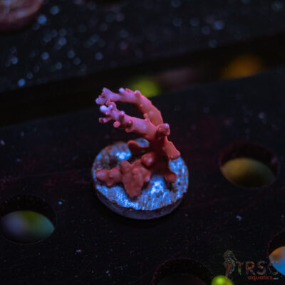 JT TNT Anacropora Acro P03