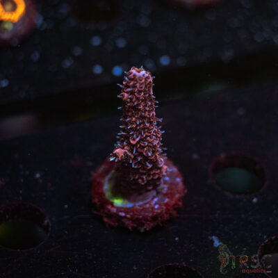 TRSC Rainbow Hologram Milli P04