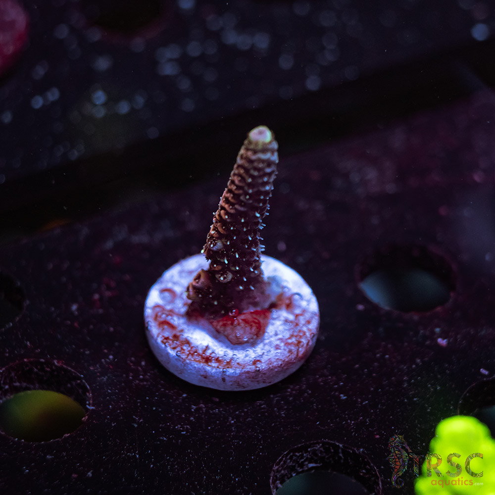 Green Hair Milli P06 3 Green Hair Milli P06