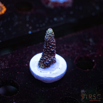 Green Hair Milli P07