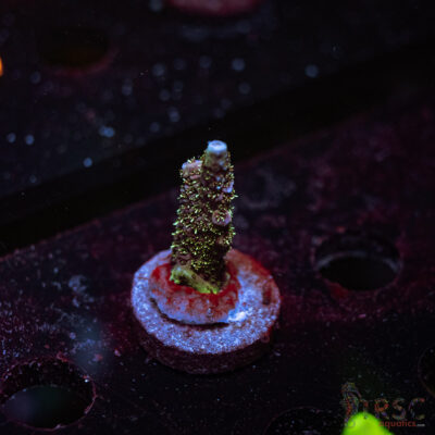 Green Hair Milli P08