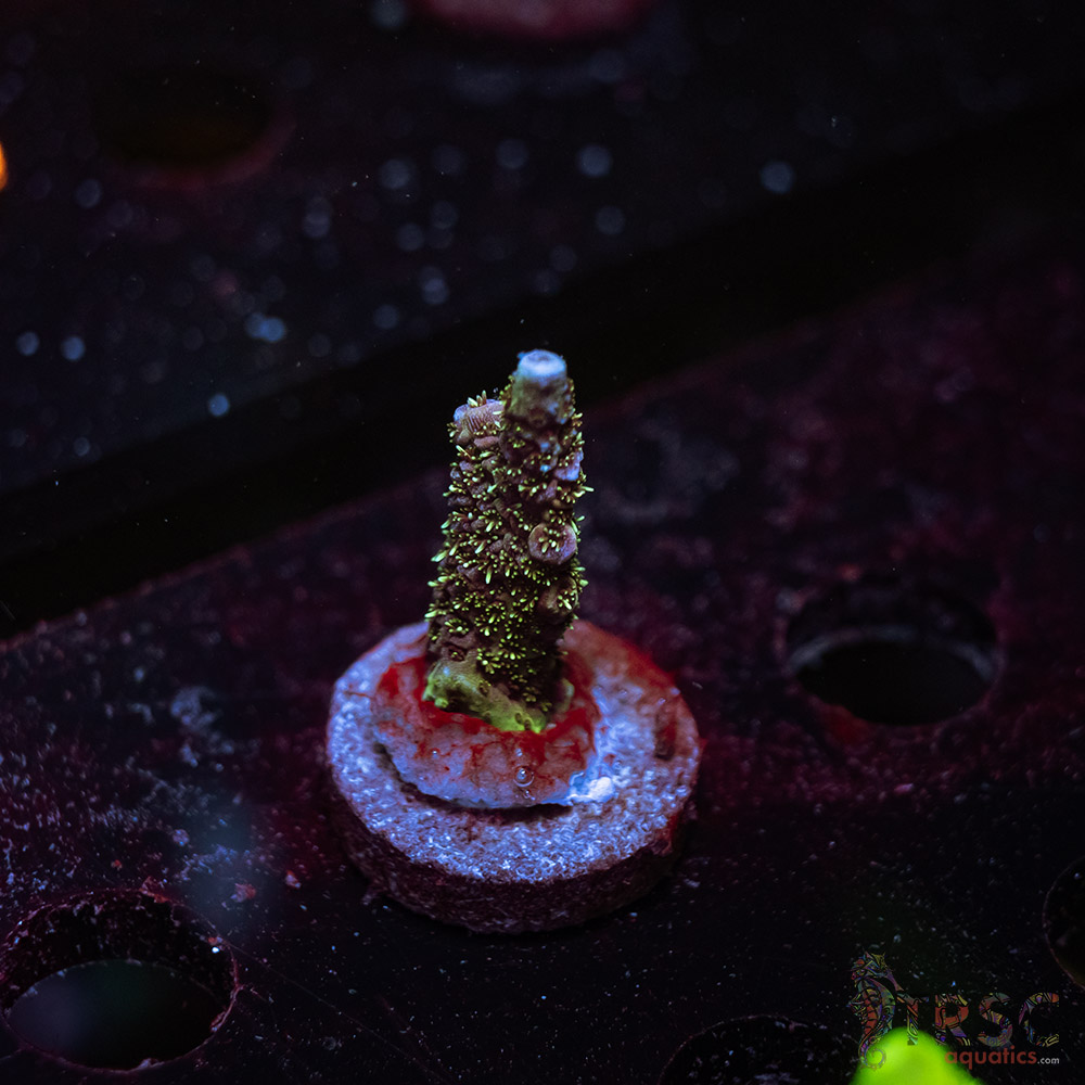 Green Hair Milli P08 3 Green Hair Milli P08