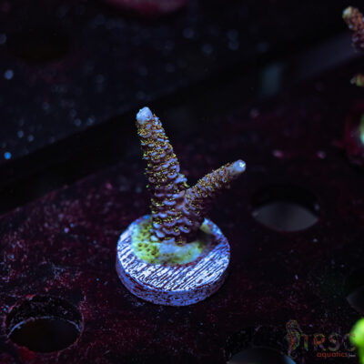 Green Hair Milli P09