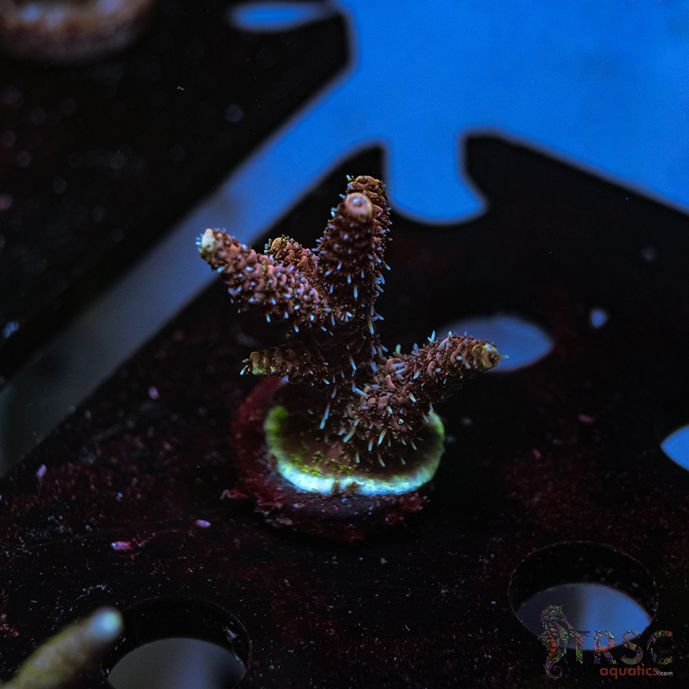 TRSC Rainbow Hologram Milli P10 3 TRSC Rainbow Hologram Milli P10