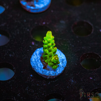 CP Kryptonite Acro Q01