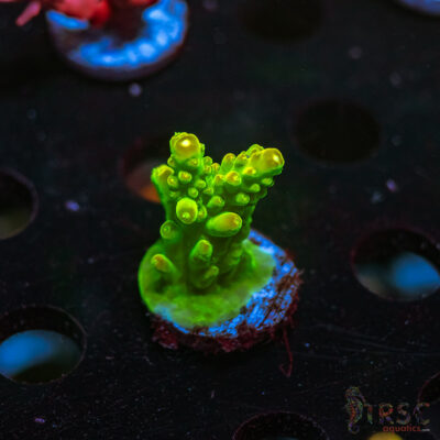 CP Kryptonite Acro Q02