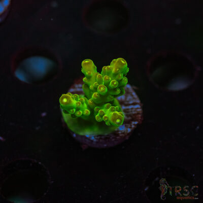 CP Kryptonite Acro Q03