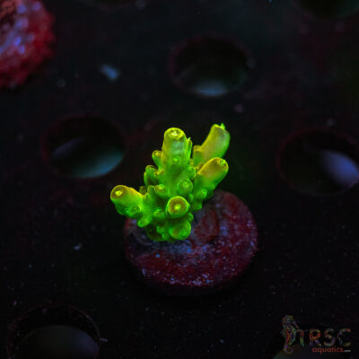 CP Kryptonite Acro Q04