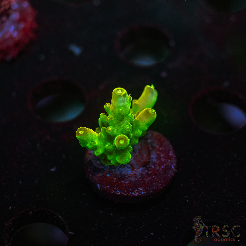 CP Kryptonite Acro Q04 3 CP Kryptonite Acro Q04