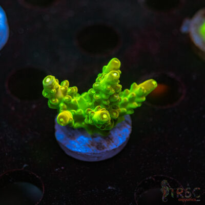 CP Kryptonite Acro Q05