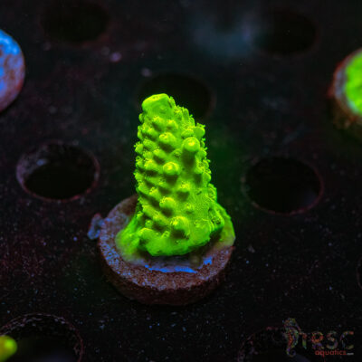 Green Slimer Acro Q06