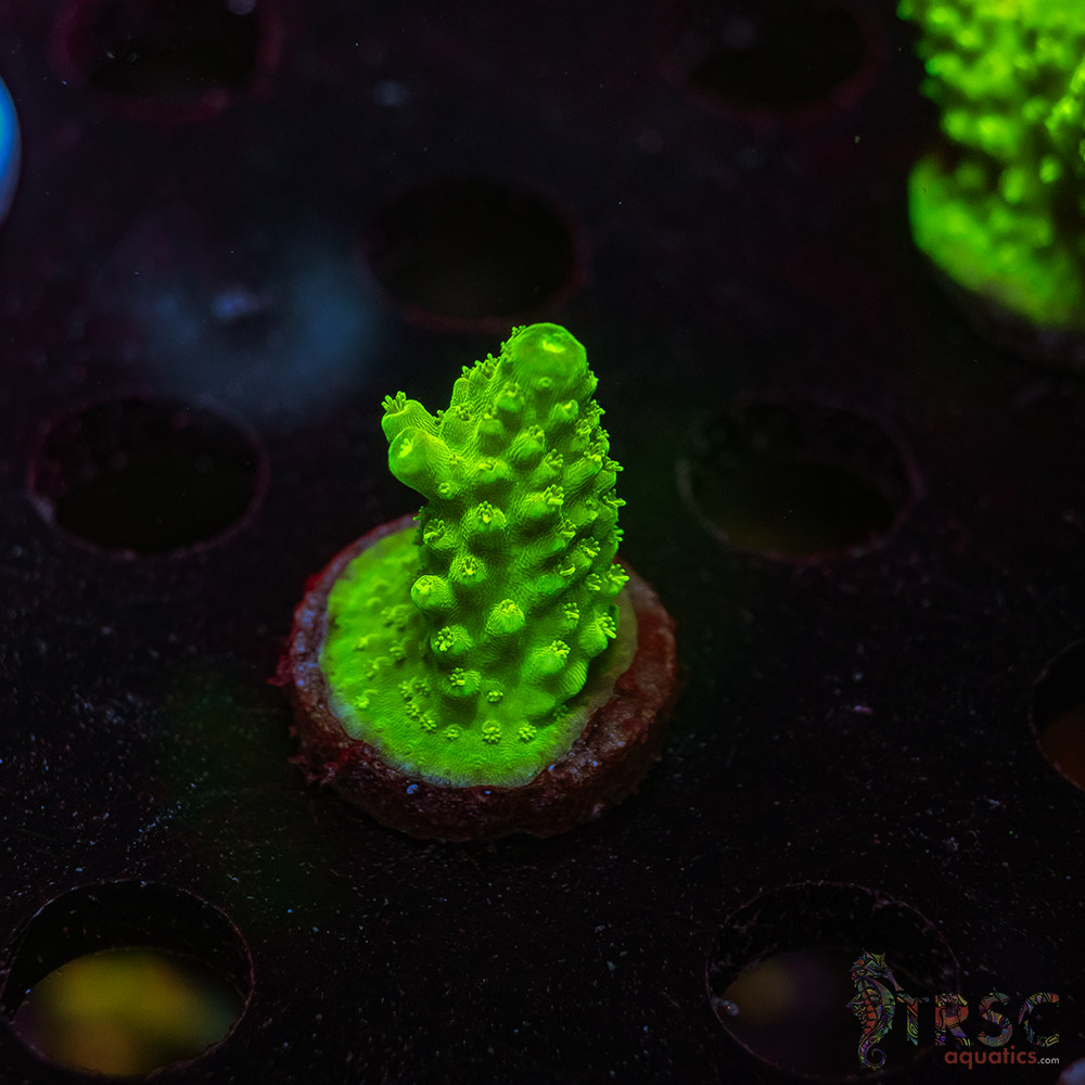 Green Slimer Acro Q07 2 Green Slimer Acro Q07