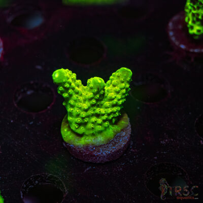 Green Slimer Acro Q08