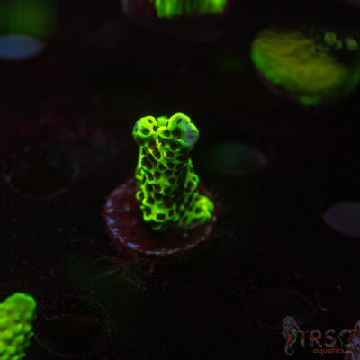 WWC Slimeball Spongodes Acro Q09