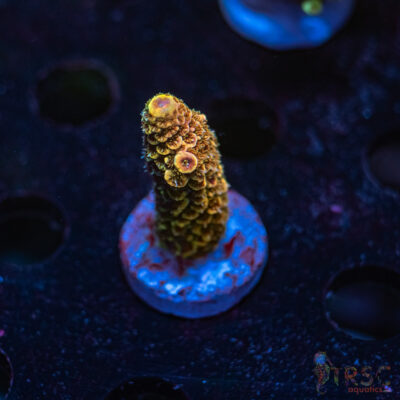 Orange Soda Spath Acro R01