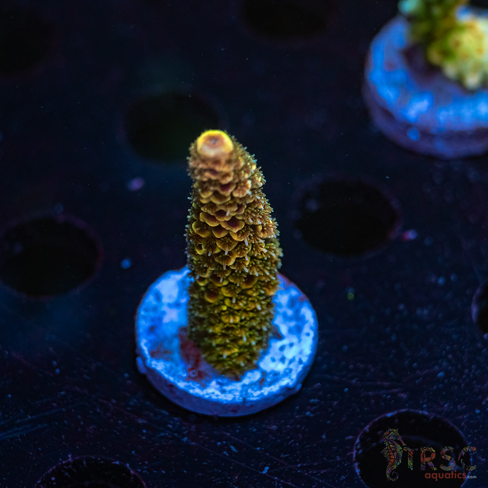 Orange Soda Spath Acro R02 3 Orange Soda Spath Acro R02