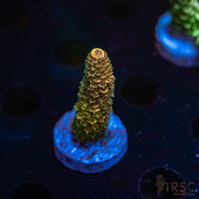 Orange Soda Spath Acro R03