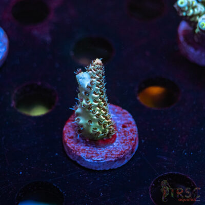 TRSC Premium Acro R04