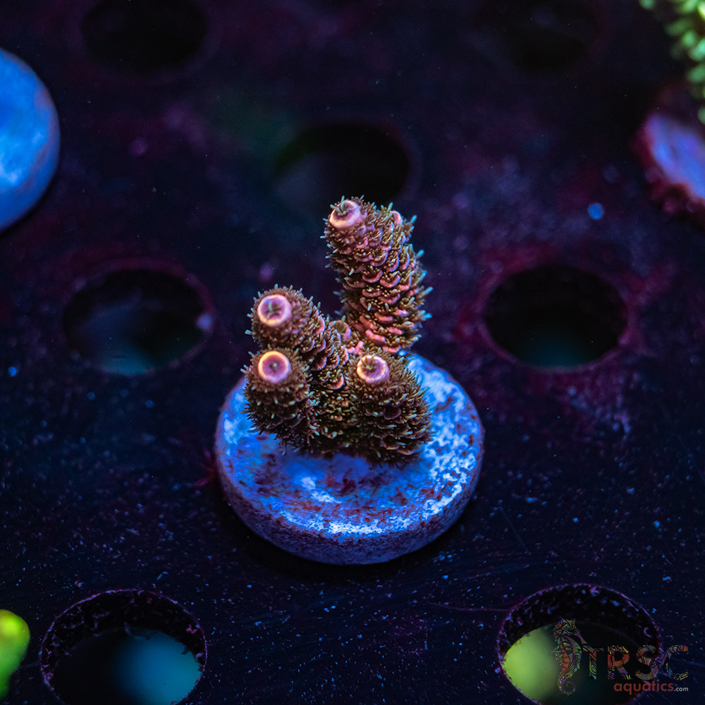 Rainbow Hologram Milli Acro R05 3 Rainbow Hologram Milli Acro R05