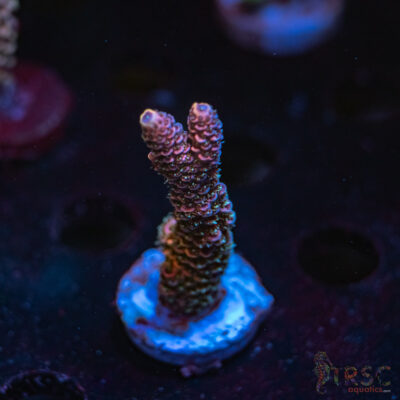 Rainbow Hologram Milli Acro R07