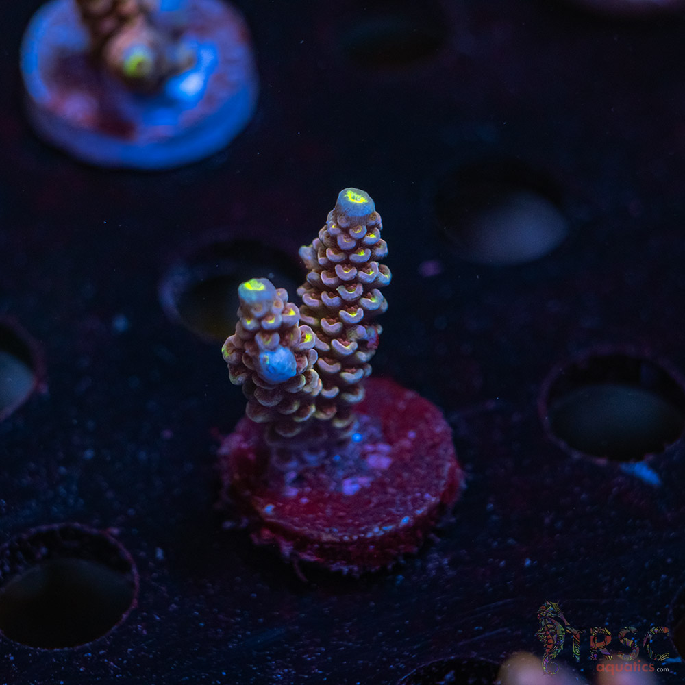 Pink Hippos Party Acro R08 3 Pink Hippos Party Acro R08