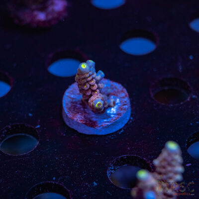 Pink Hippos Party Acro R09