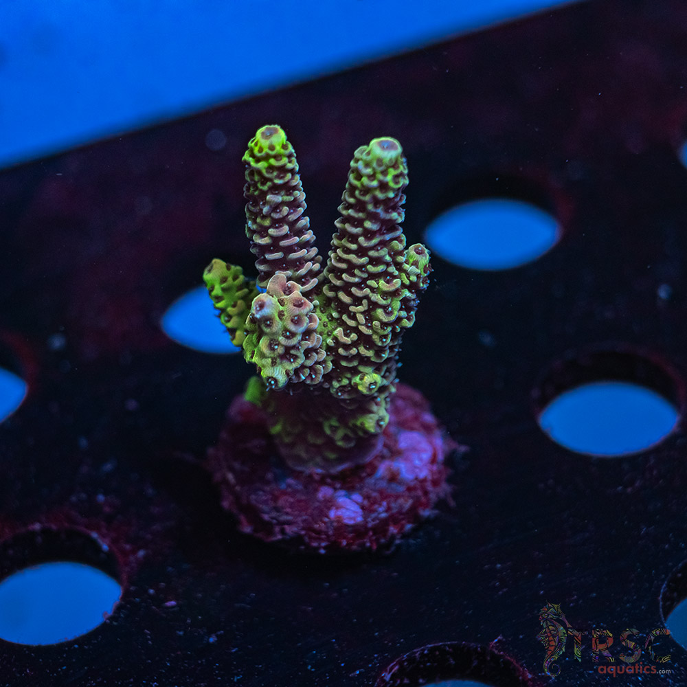 Rainbow Milli R10 3 Rainbow Milli R10