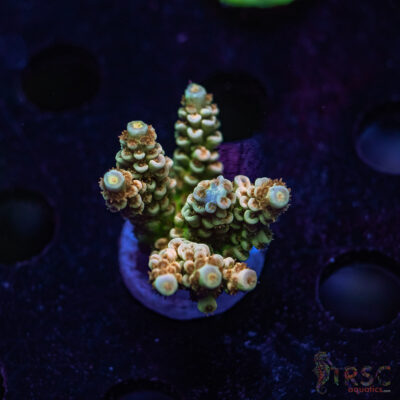 TR Orange Popper Acro S01