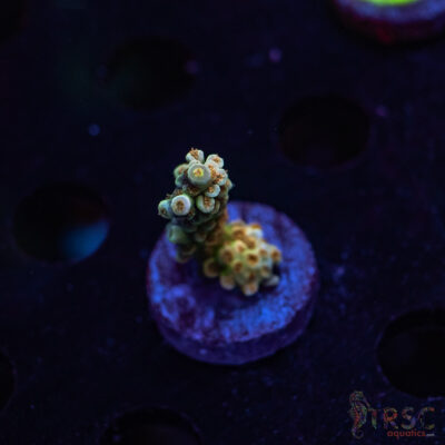 TR Orange Popper Acro S02