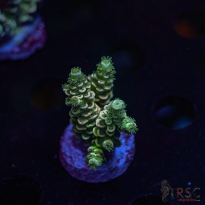 Apartment Wrecker Acro S03