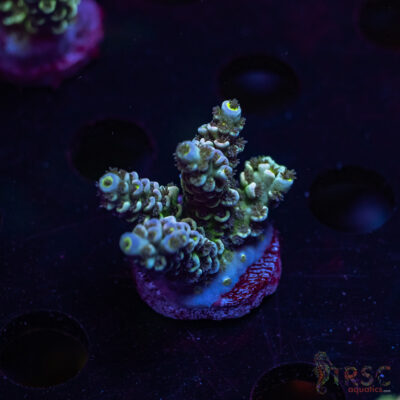 Bleu Berries Acro S04