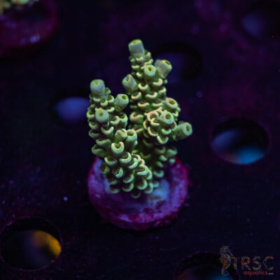 Apartment Wrecker Acro S05