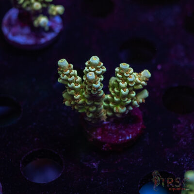 TR Orange Popper Acro S06