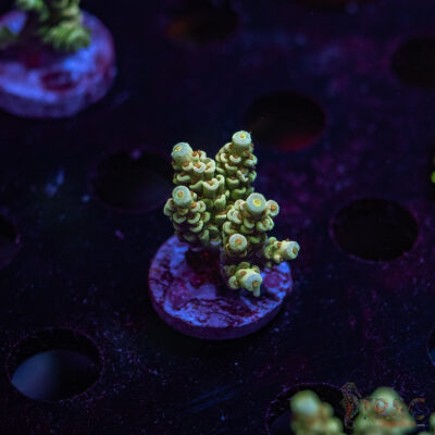 TR Orange Popper Acro S07