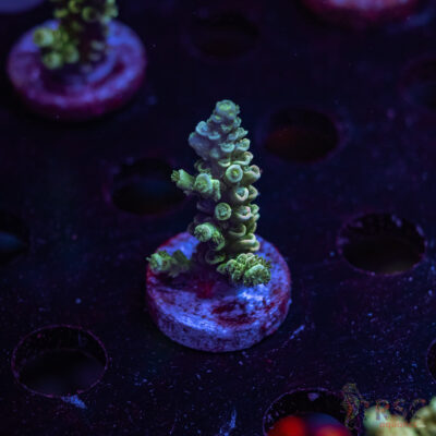 Bleu Berries Acro S08