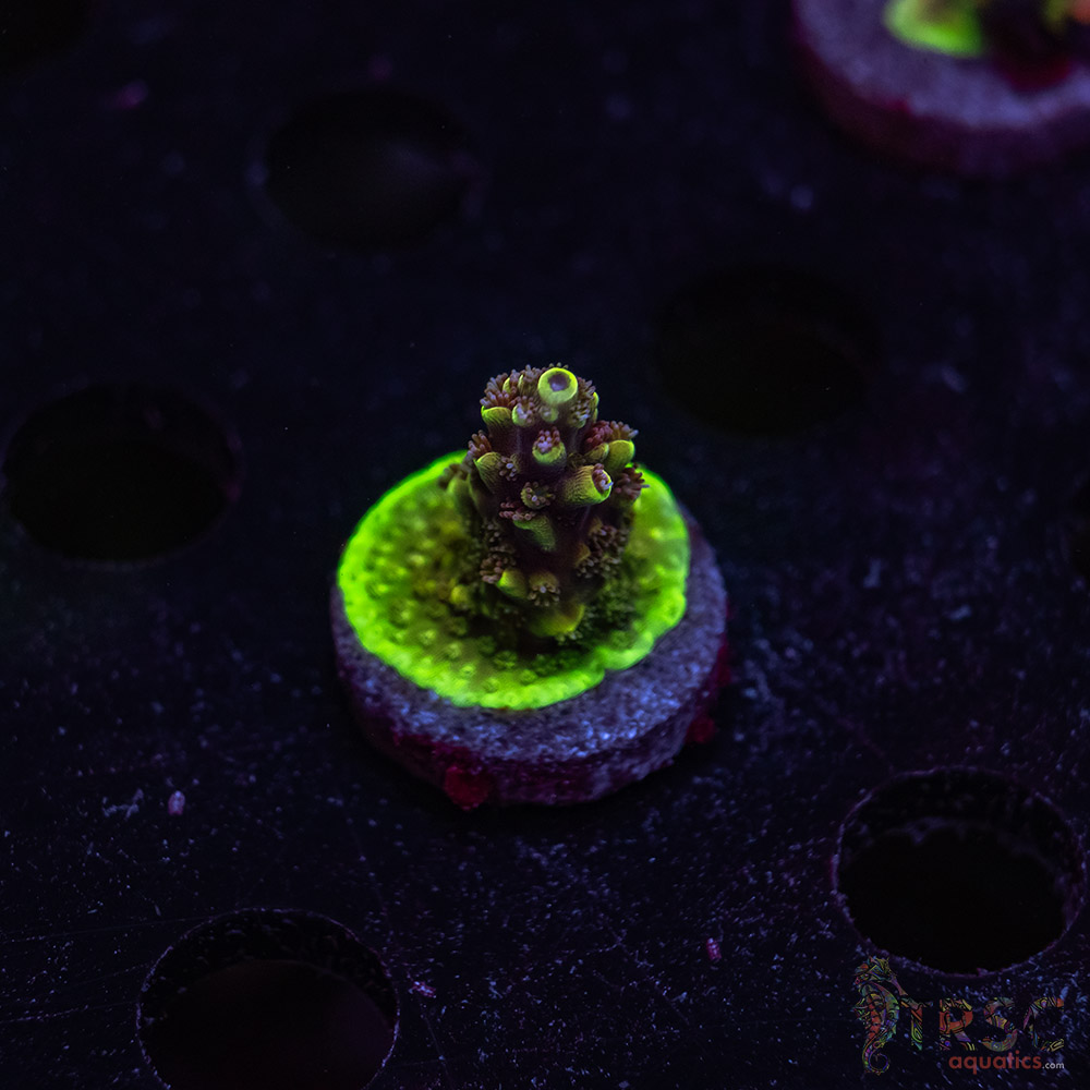 Premium Acro T02 3 Premium Acro T02