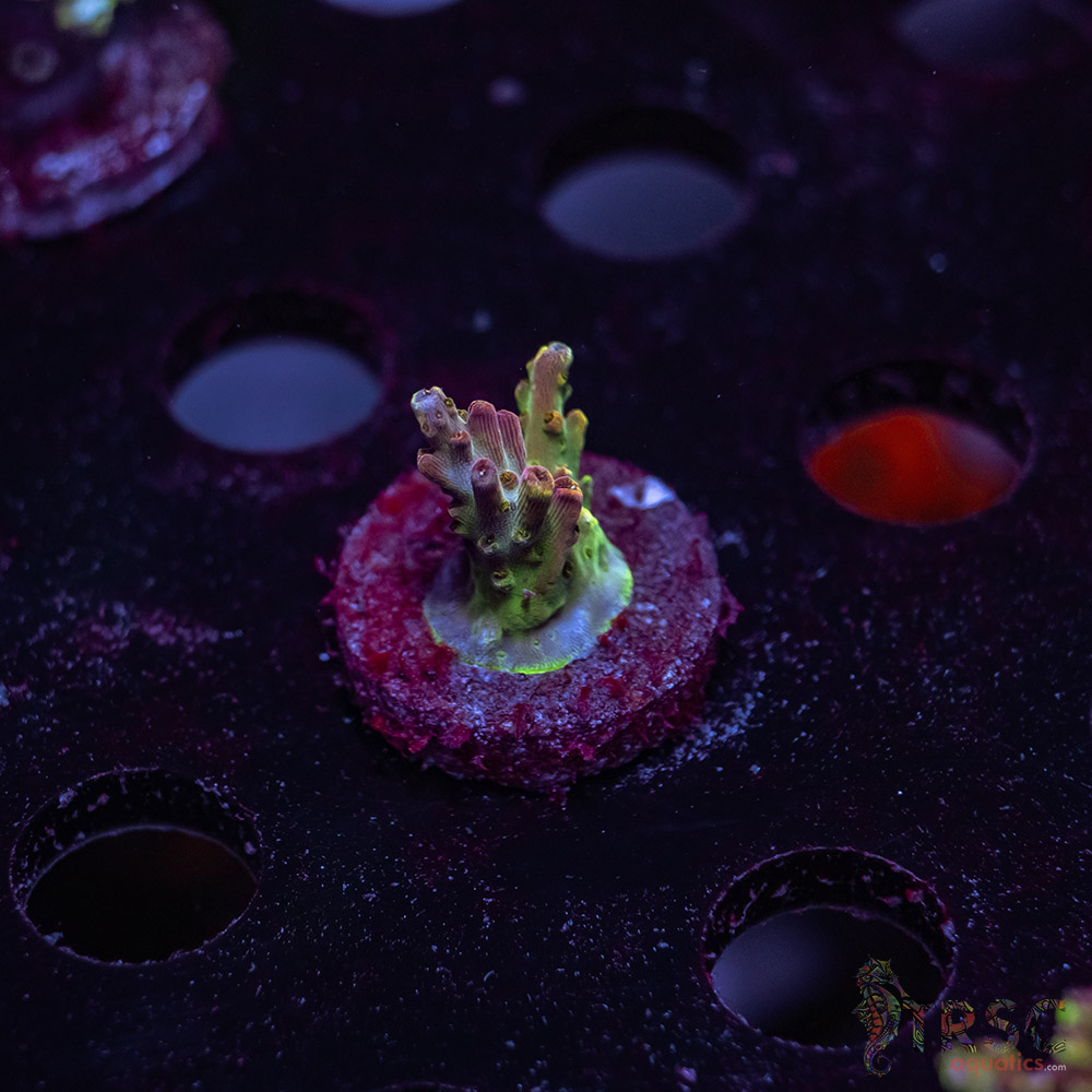 Premium Acro T09 3 Premium Acro T09